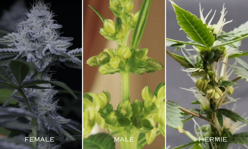 Female weed vs male weed vs hermaphrodites