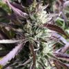 Gelato Regular Cannabis Seeds | Gelato Regular Strains | The Seed Fair
