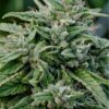 Gorilla Glue Auto-Flowering Cannabis Seeds | Gorilla Glue Strain | The Seed Fair