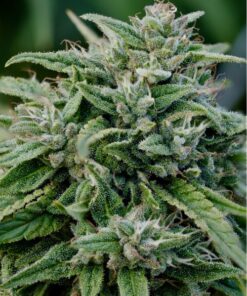 Gorilla Glue Auto-Flowering Cannabis Seeds | Gorilla Glue Strain | The Seed Fair