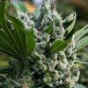 Gorilla Glue Regular Cannabis Seeds | Gorilla Glue Strain | The Seed Fair