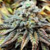 Harlequin Feminized Cannabis Seeds | Harlequin Strain | The Seed Fair