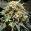 Herijuana Feminized Cannabis Seeds | Herijuana Strain | The Seed Fair