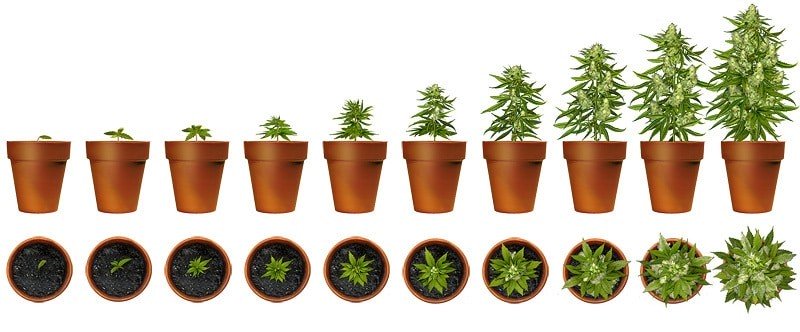 How To Make Weed Grow Faster | Our Guide On Effective Growing Tips | The Seed Fair
