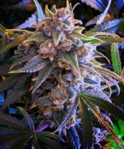 Larry OG Feminized Cannabis Seeds | Larry OG Strain | The Seed Fair