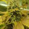 Lemon Skunk Auto Flower Seeds | Lemon Skunk Strain | The Seed Fair | The Seed Fair Lemon Skunk Auto Flower Seeds | Lemon Skunk Strain | The Seed Fair