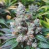 NY Diesel Auto-Flowering Cannabis Seeds | NY Diesel Strain | The Seed Fair