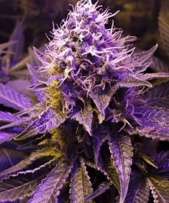 Purple Haze Seeds | Purple Haze Strain Feminized | The Seed Fair