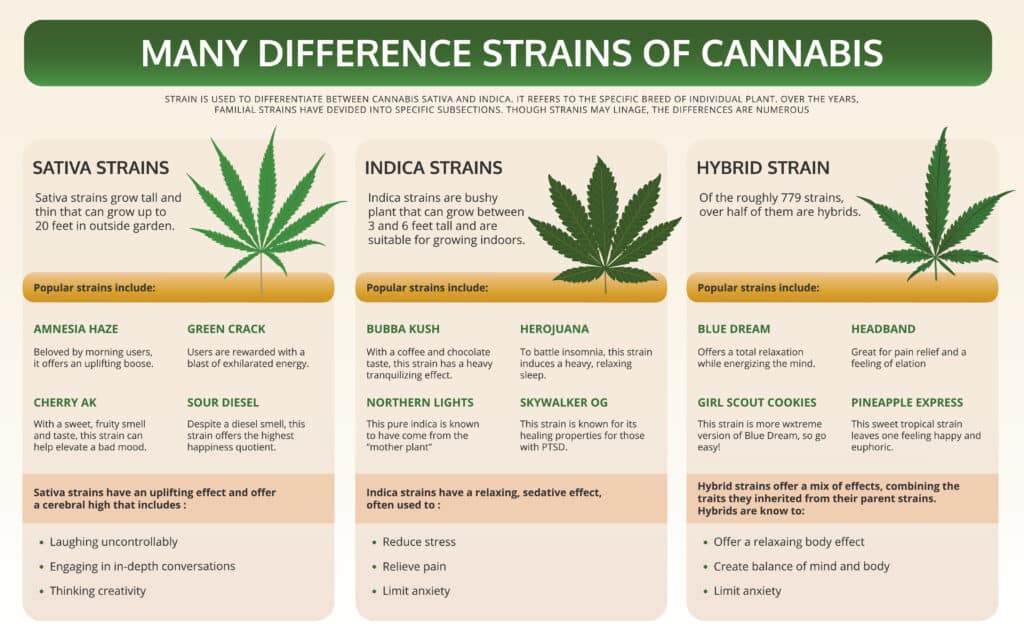 Infographic showing the differences between indica, sativa, and hybrid cannabis strains, with some examples of the most popular.
