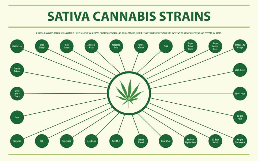 This spider diagram displays a range of popular Sativa cannabis strains, including Sour Diesel, Jack Herer, and Durban Poison. Each strain is represented by a separate spoke.