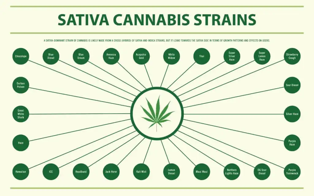 This spider diagram displays a range of popular Sativa cannabis strains, including Sour Diesel, Jack Herer, and Durban Poison. Each strain is represented by a separate spoke.