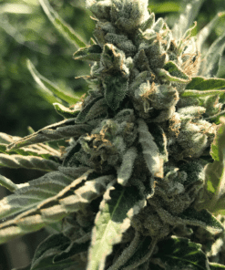 Skunk Kush Seeds | Skunk Kush Strain Feminized | The Seed Fair