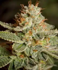 Sour Diesel Regular Cannabis Seeds | Sour Diesel Strain | The Seed Fair