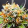 Tangerine Dream AutoFlower Seeds | Tangerine Dream Strain | The Seed Fair