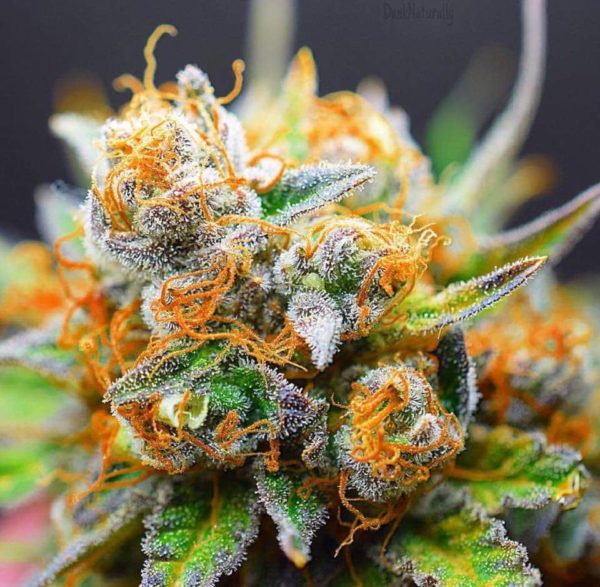 Tangerine Dream Autoflower Seeds The Seed Fair