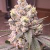 Tangie Feminized Cannabis Seeds | Tangie Strain | The Seed Fair