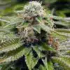 Alien Gorilla Glue Regular Cannabis Seeds | Alien Gorilla Glue Strain | The Seed Fair