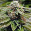 Alien Gorilla Glue Feminized Cannabis Seeds | Alien Gorilla Strain | The Seed Fair