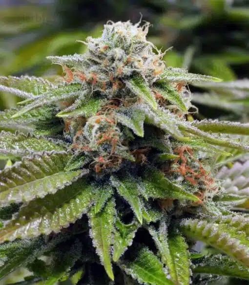 Alien Gorilla Glue Feminized Cannabis Seeds | Alien Gorilla Strain | The Seed Fair