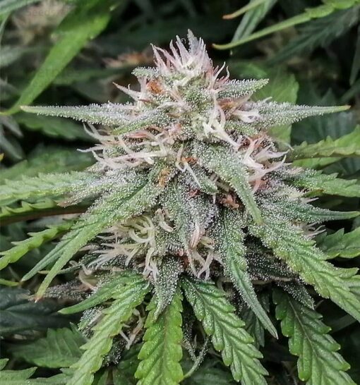 Amnesia Feminized Cannabis Seeds | Amnesia Strain | The Seed Fair