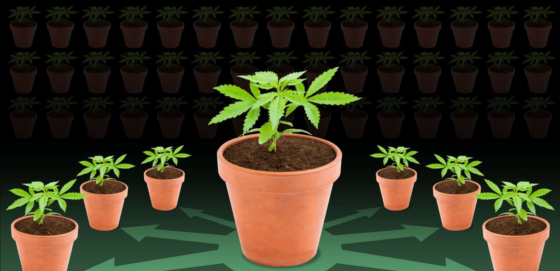 Is It Possible To Have Autoflower Clones | Cloning The Autoflower Strain | The Seed Fair