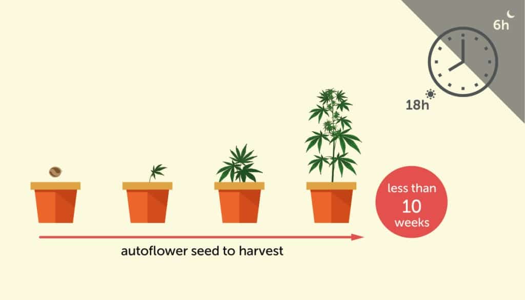Autoflower Life Cycle | How To Grow Autoflower Seeds | The Seed Fair