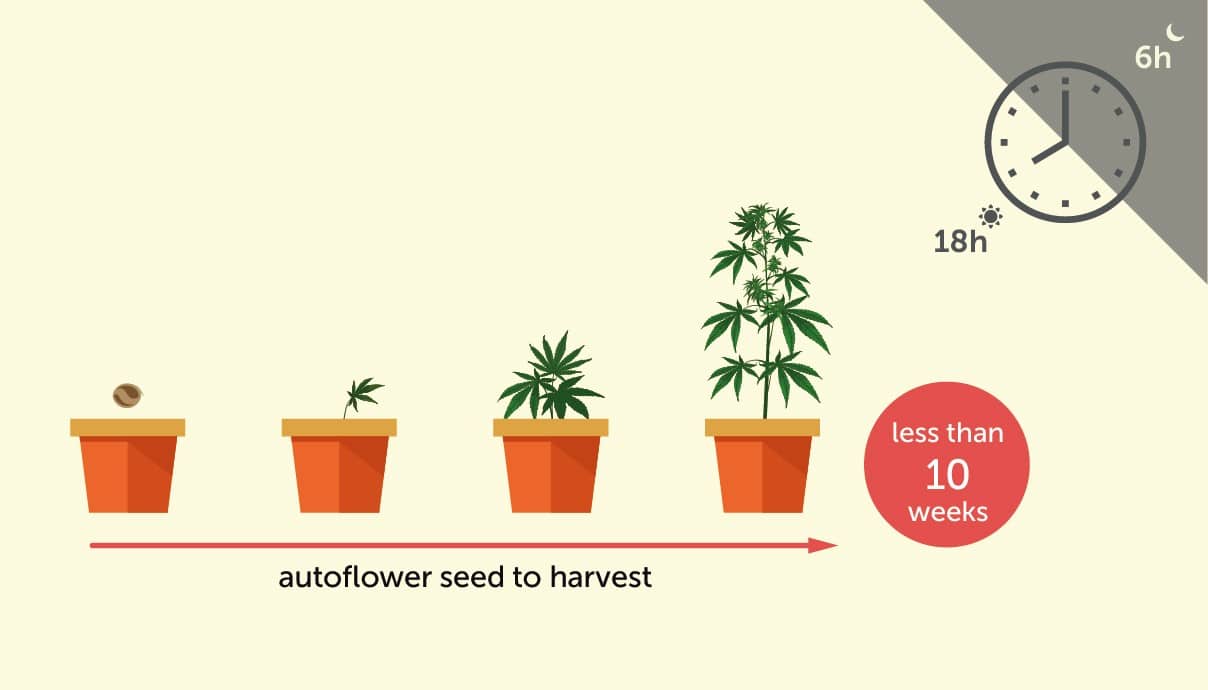 Autoflower Life Cycle | How To Grow Autoflower Seeds | The Seed Fair