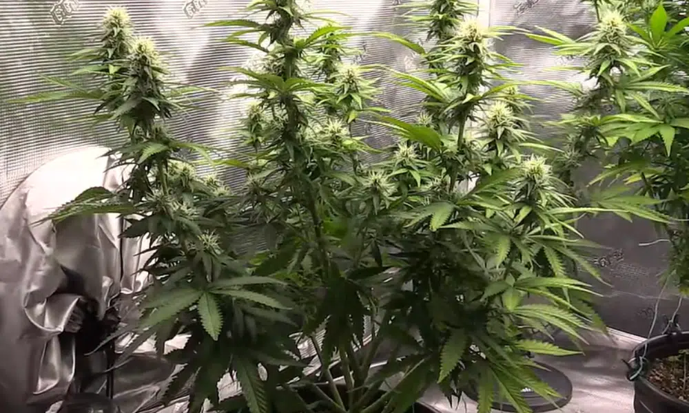 autoflower strain growing 10 pound plants - Diesel | The Seed Fair Diesel auto strain