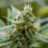 Banana OG Feminized Cannabis Seeds | Banana OG Strain | The Seed Fair