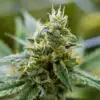Banana OG Feminized Cannabis Seeds | Banana OG Strain | The Seed Fair