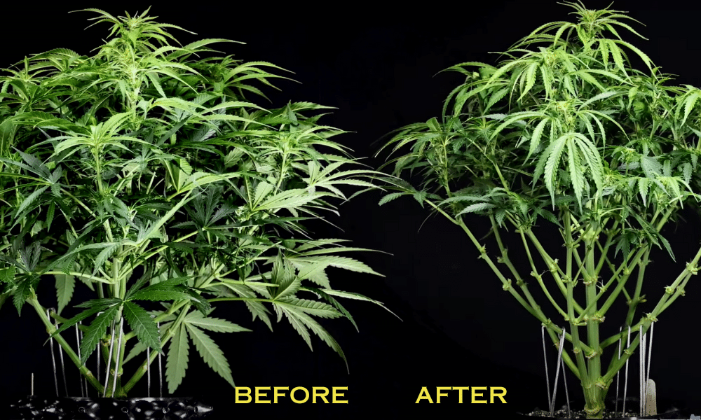 before and after autoflower defoliation picture