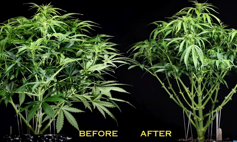 before and after defoliation | The Seed Fair before and after autoflower defoliation picture
