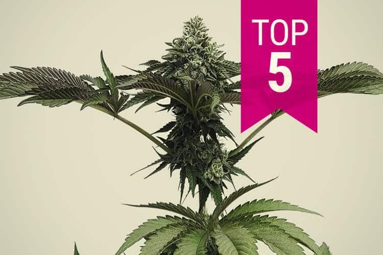 Here Are Our Top Five Best Strains For Migraines | Our Guide | The Seed Fair