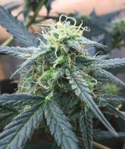 Big Devil Auto-Flowering Cannabis Seeds | Big Devil Strain | The Seed Fair