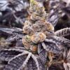 CBD Black Diesel 1 to1 Feminized Cannabis Seeds | CBD Black Diesel | The Seed Fair