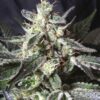 Black Jack Auto-Flowering Cannabis Seeds | Black Jack Strain | The Seed Fair