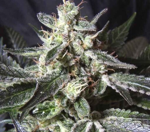 Black Jack Auto-Flowering Cannabis Seeds | Black Jack Strain | The Seed Fair