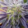 Blackberry Kush Feminized Cannabis Seeds | Blackberry Kush Strain | The Seed Fair