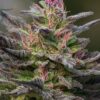 Blue Amnesia Auto-Flowering Cannabis Seeds | Blue Amnesia Strain | The Seed Fair