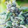 Blue Cheese Feminized Cannabis Seeds | Blue Cheese Strain | The Seed Fair