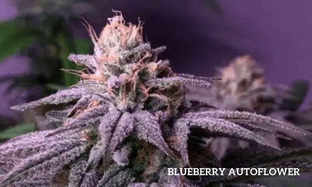 blueberry autoflower
