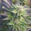 CBD Blueberry 1 to 16 Feminized Cannabis Seeds | CBD Blueberry Strain | The Seed Fair