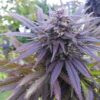 Blueberry Regular Cannabis Seeds | Blueberry Strain | The Seed Fair