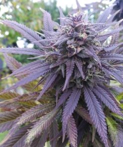 Blueberry Regular Cannabis Seeds | Blueberry Strain | The Seed Fair