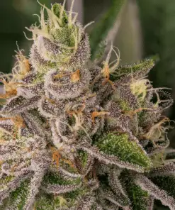 Blueberry Kush Seeds | Blueberry Kush Strain Feminized | The Seed Fair