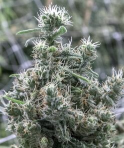 Cannatonic Feminized Cannabis Seeds | Cannatonic Strain | The Seed Fair