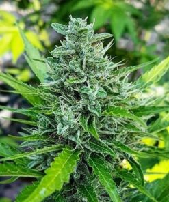 CBD Haze 1 to 1 Feminized Cannabis Seeds | CBD Haze Strain | The Seed Fair