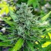 CBD Haze Auto-Flowering Cannabis Seeds | CBD Haze Strain | The Seed Fair