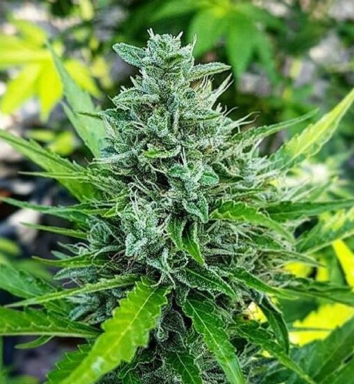 CBD Haze Auto-Flowering Cannabis Seeds | CBD Haze Strain | The Seed Fair
