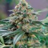 CBD Kush Auto-Flowering Cannabis Seeds | CBD Kush Strain | The Seed Fair